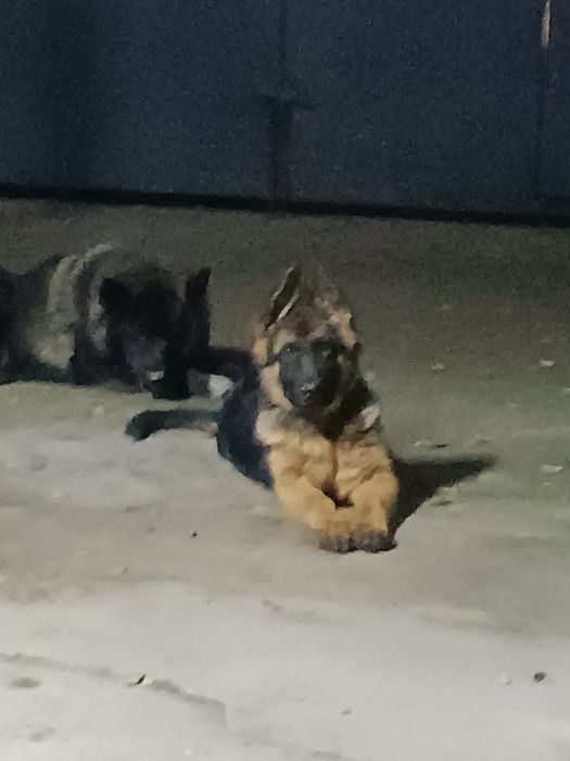 немецкая овчарка