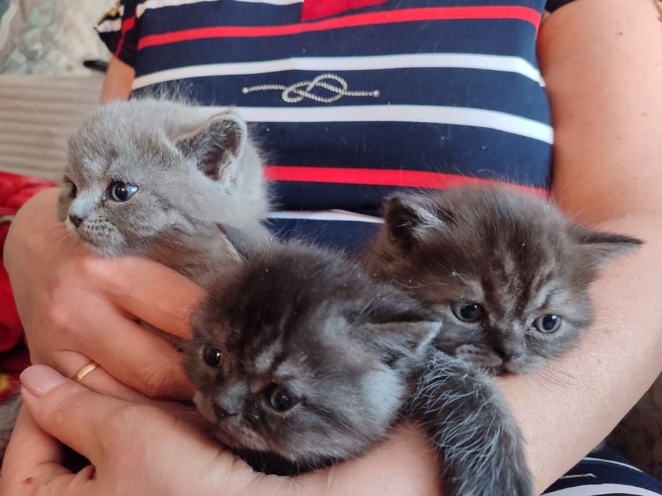 Породистые котята