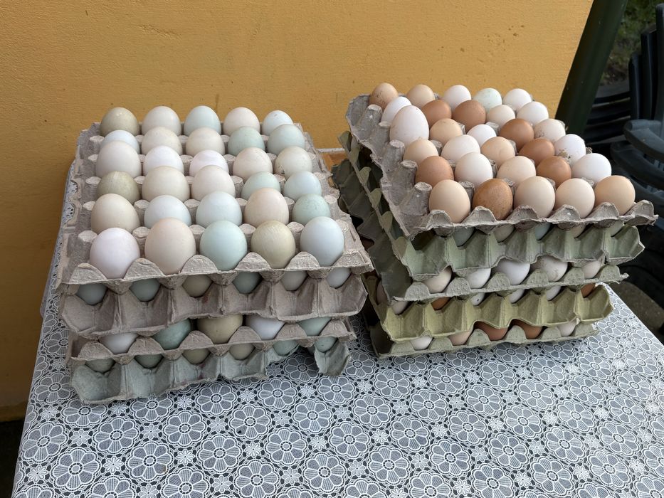 Oua gaina , oua rata. Consum si incubat