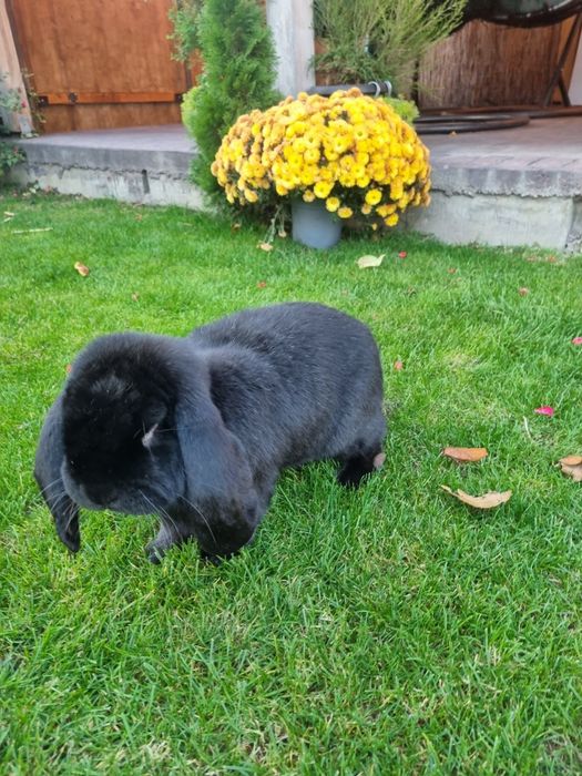 Iepure berbec german