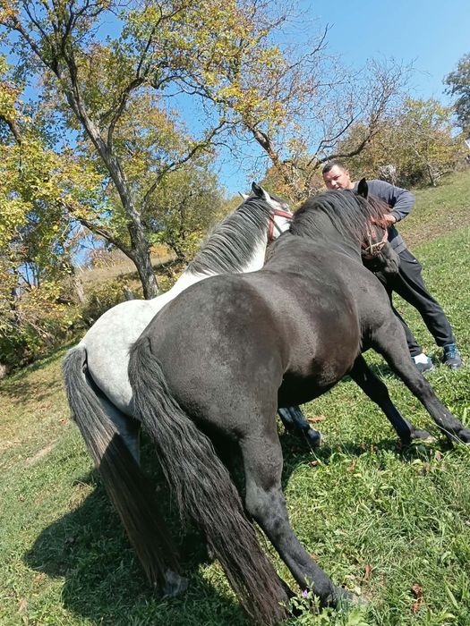 Vând caii  garantați la ham