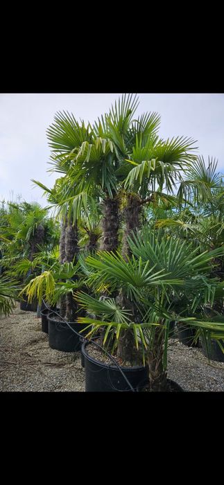 Vindem palmieri trachycarpus fortunei rezistenți la îngheț-18
