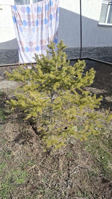 Продам саженцы 4шт