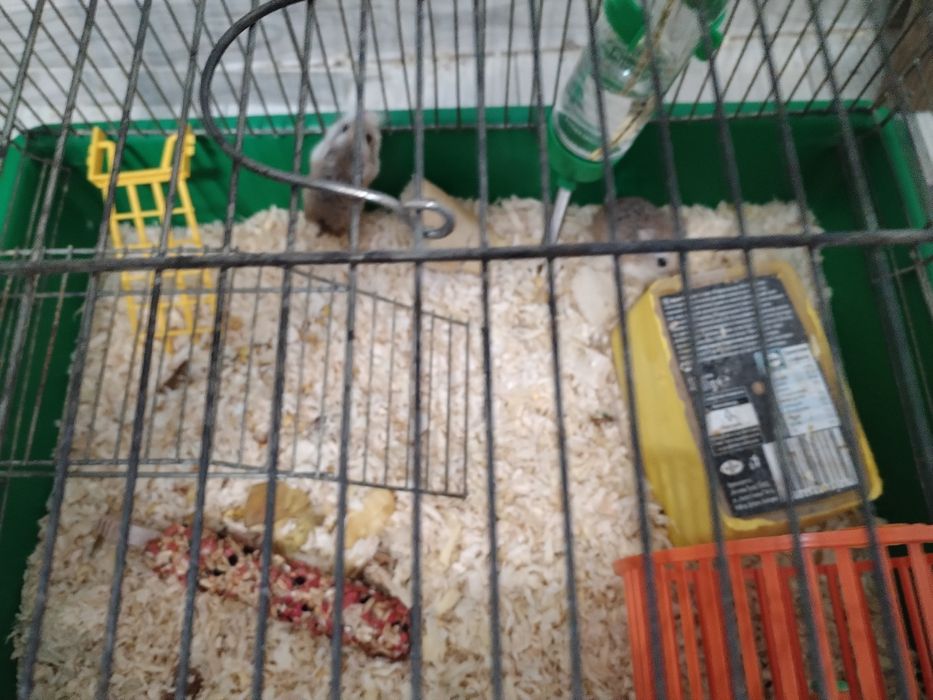 Мини хамстери с клетка