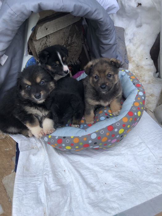 Любимые животные