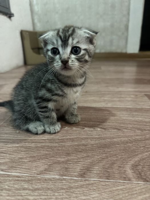 Продам шотландских котят