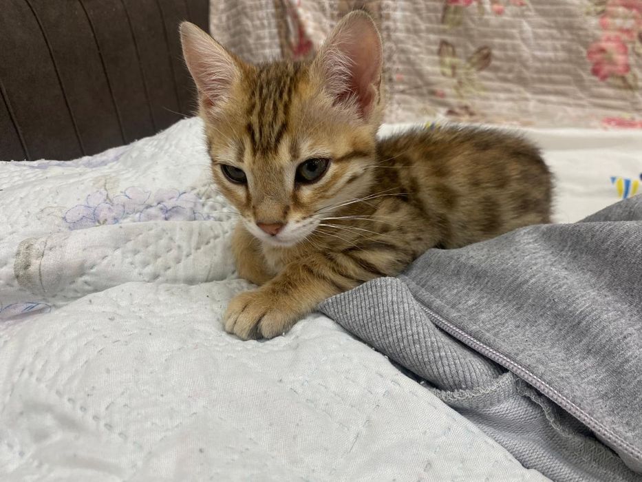 Котята обе девочка