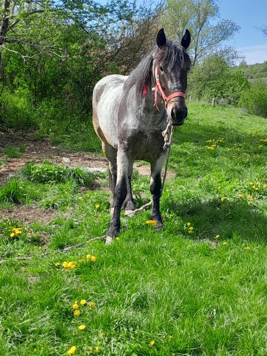 Vând mânza de 3 ani