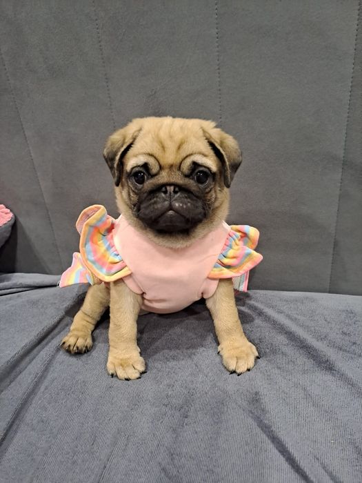 Очаровательная девочка мопсик.