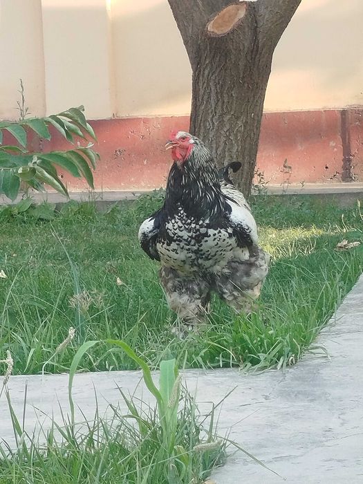Tochkali Brama tovuq tuximiga zakaz olaman