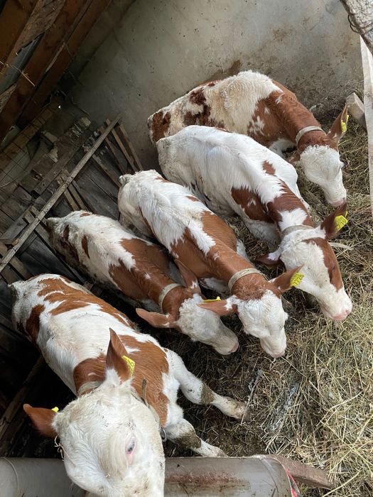 Vând 4 vitele bălțate românești