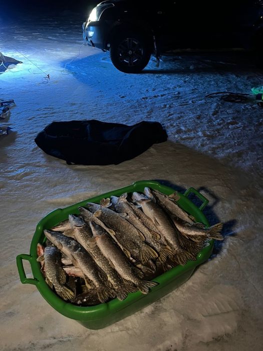 продам щуку торгайскую, кило 800 тг