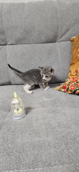 Котята ищут дом.