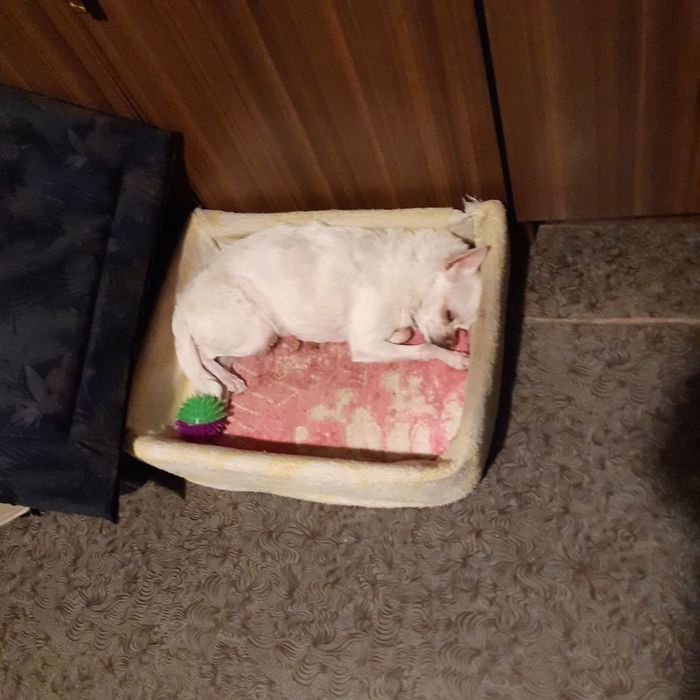 Передержка собак. Облегчим Ваш отпуск.