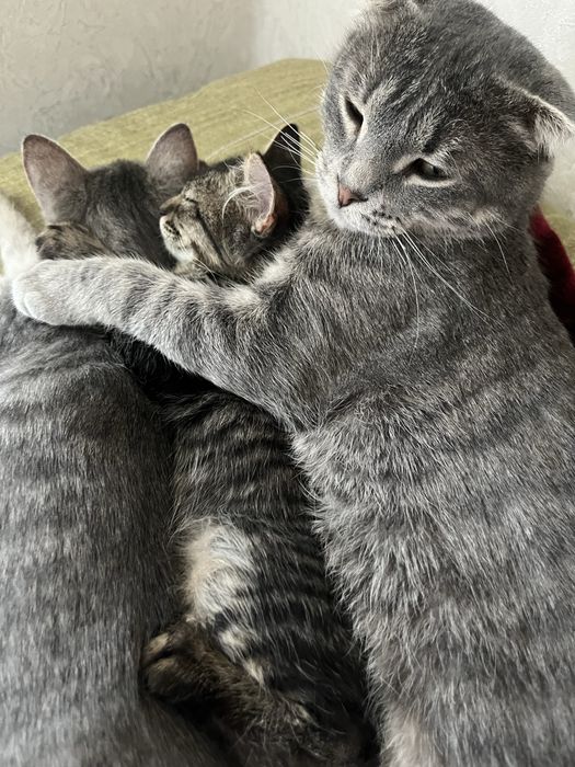 2кота 1кошка умные у всех