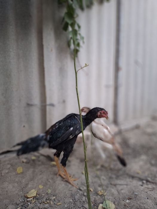 Дакан сатылады жақсы заттар срочна срочно