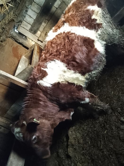 Телята телочки и бычки