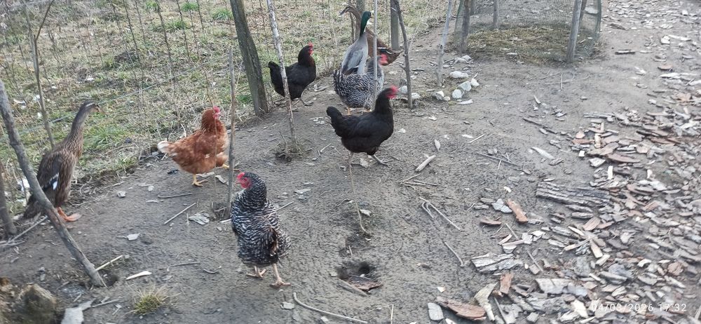 Găini ouătoare tinere