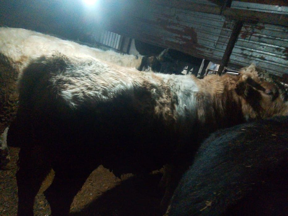 Продам Бычков откормленных