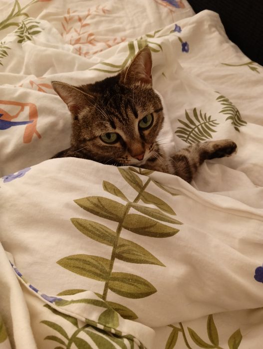 Кошка в добрые руки