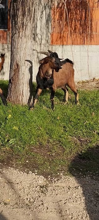 Vând țap  alpin  ,în vârstă de 10 luni