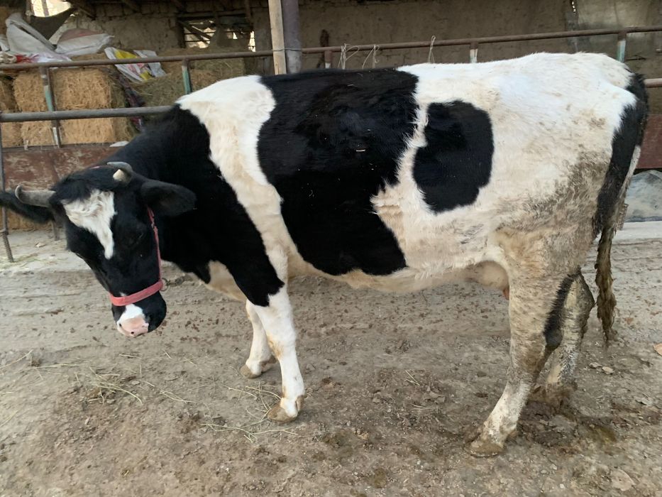 Сигир сотилади тел килинглар