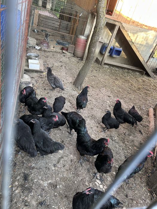 Cocosi Australorp