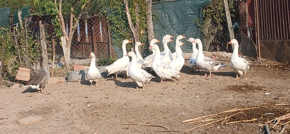 Gâște de vânzare