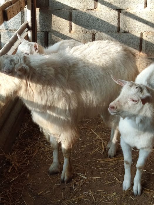 Ешкі шібіш Теке сатылады