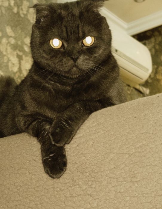 Кошечка, вислоухий шотландец