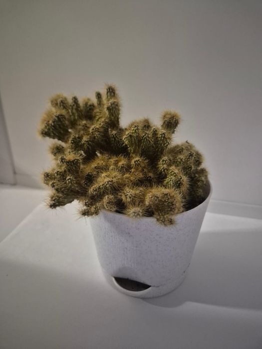 Кактусы продам. Цена за ВСЕ.