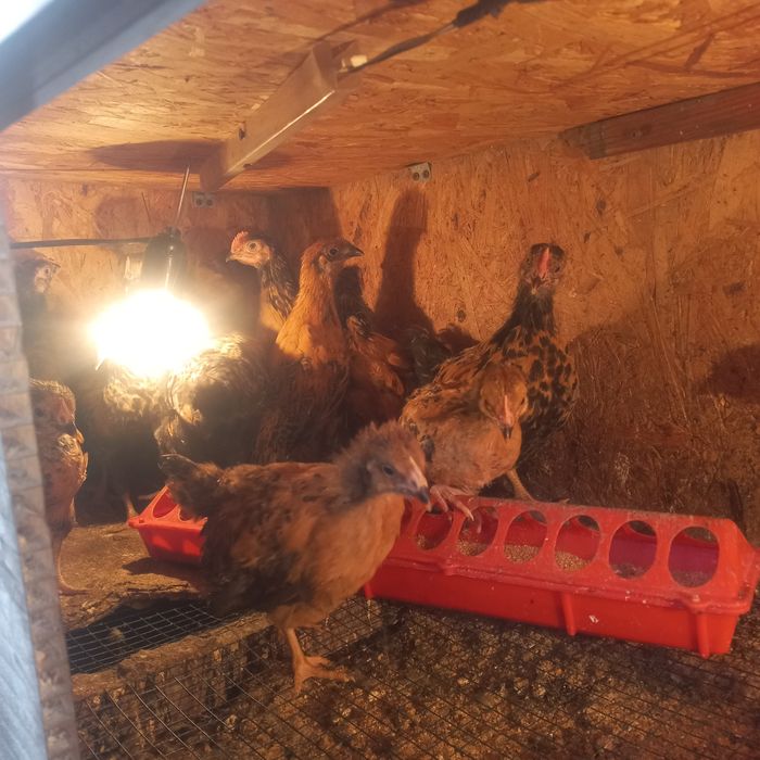 Цеплята кучин сицевые