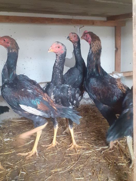 Цыплята  о шамо на Юнусобаде