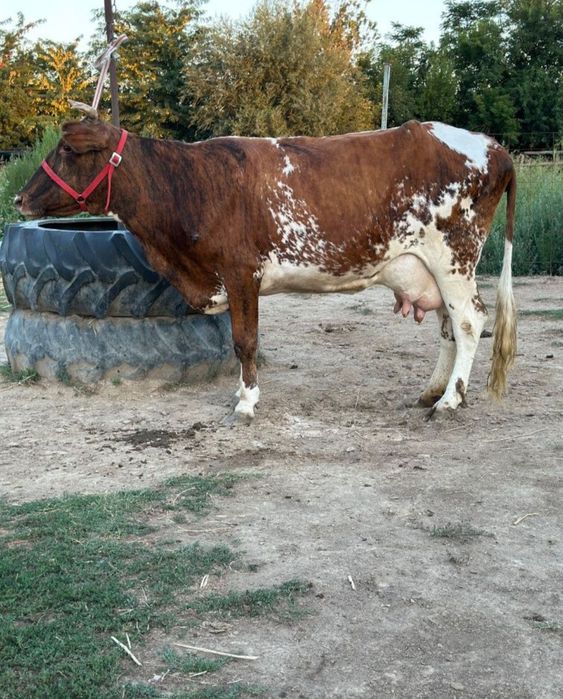 Екі бас сауын сиыр..д