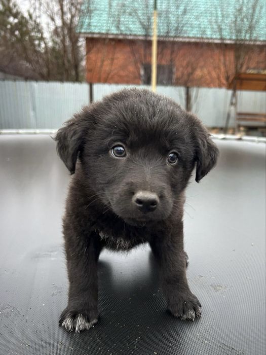 щенята ищут дом и любящих хозяев