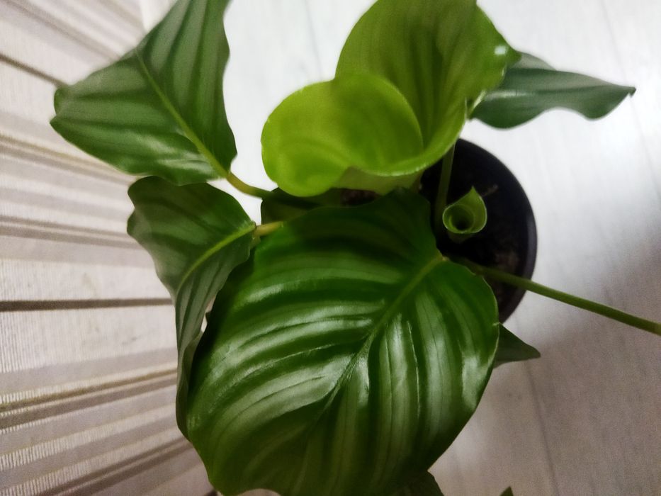 Комнатные цветы в ассортименте