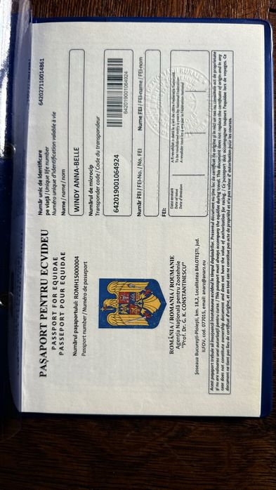 Vand manza carlana  pentru echitatie arab