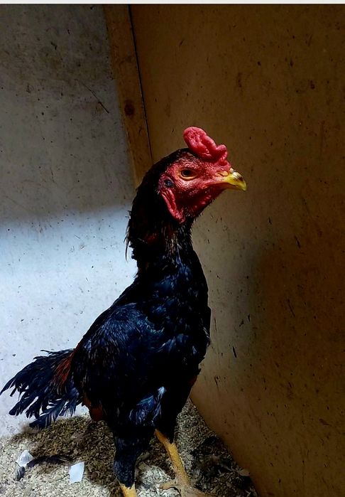 Дакан бойцовский петух