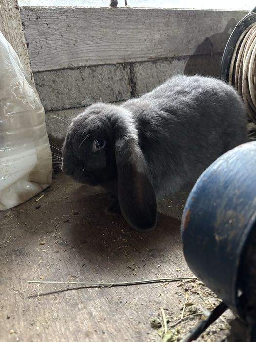 Iepuri berbec german