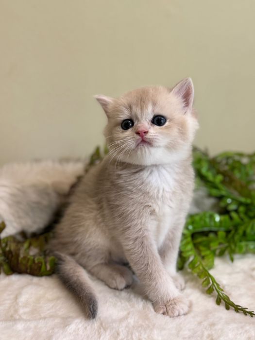 Продается британский ay12