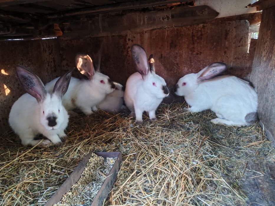 Uriaș de Transilvania