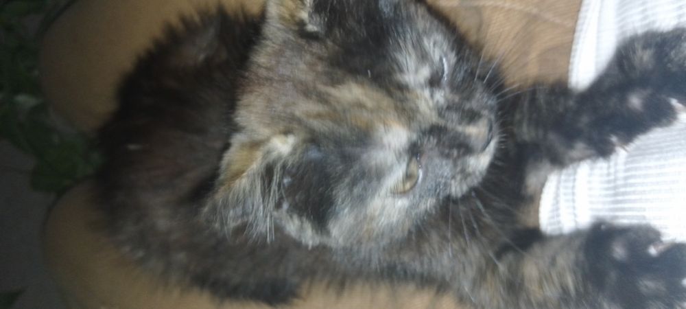 Котенок в добрые руки