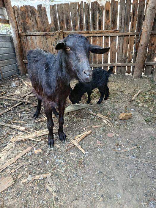 Dau la schimb Capra cu iada