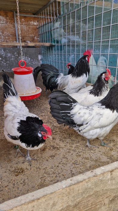 Lakenvelder de vanzare