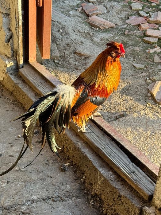 Cocoși Phoenix adulți