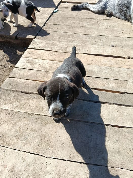 Подам щенков драадхара