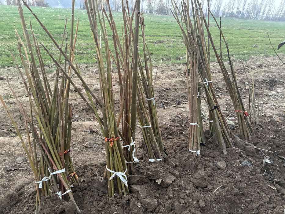 Pavloniya ko’chati sotiladi