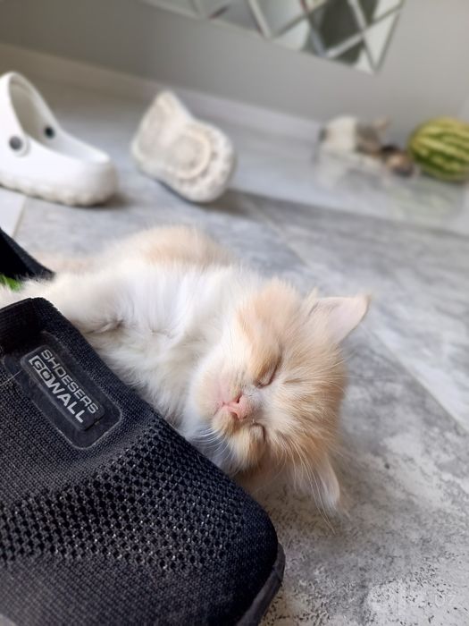 Отдам даром котят