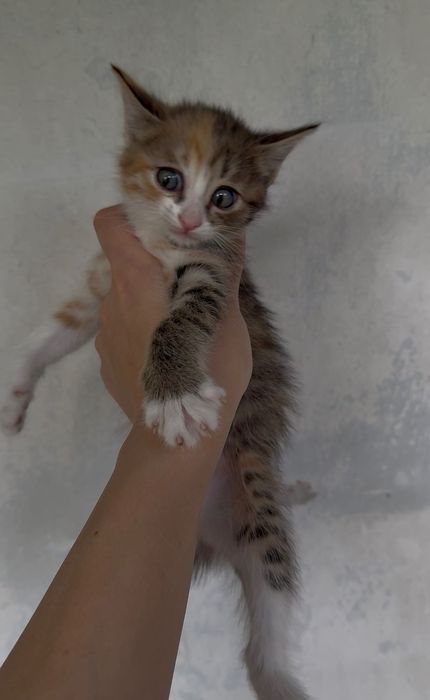 Котята в добрые руки. Ташкент