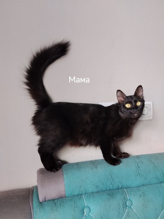 Котята. Мейн кун